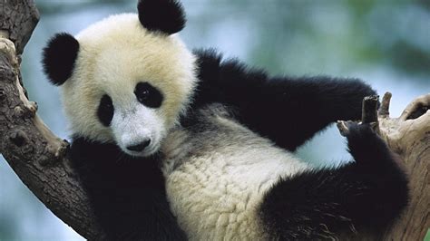 Wallpaper Happy Panda 1920x1200 HD Picture, Image