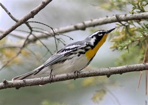 Yellow-throated Warbler – birdfinding.info