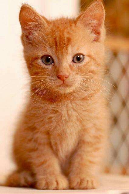 Ginger Tabby Cat Breeds - Pets Lovers