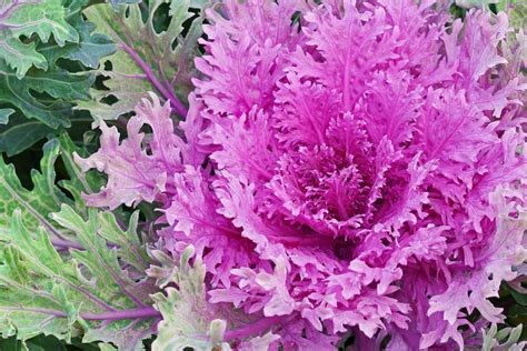 Is Purple Flowering Kale Edible | Best Flower Site