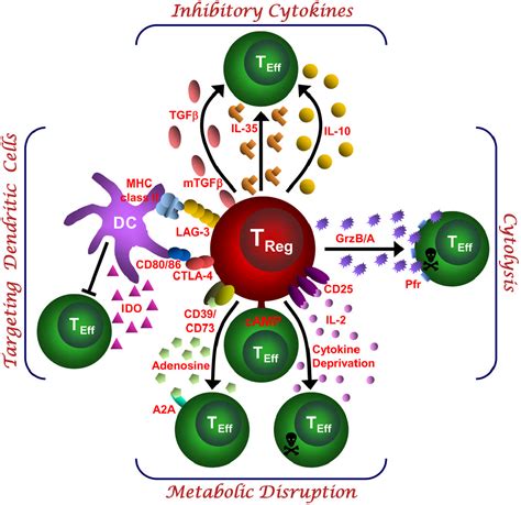 [PDF] How regulatory T cells work | Semantic Scholar