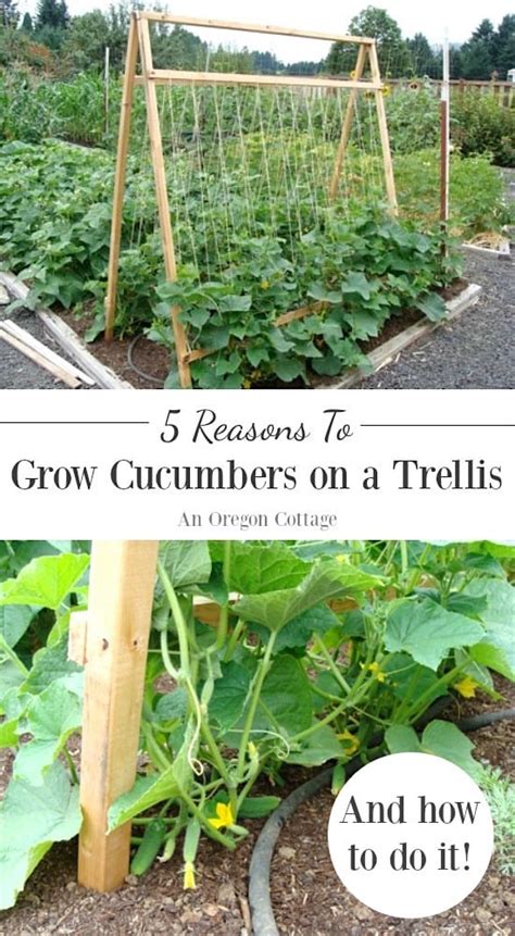 5 Reasons To Grow Cucumbers On A Trellis (And Taking Up Less Space Isn ...