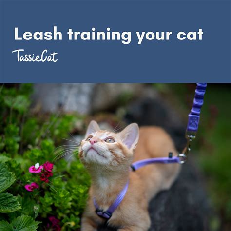 Leash training your cat