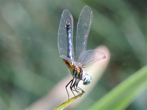 Blue Dasher Dragonfly (male) | Project Noah