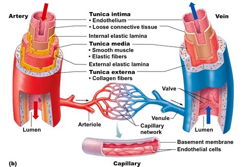 Blood Vessels Diagram | Quizlet