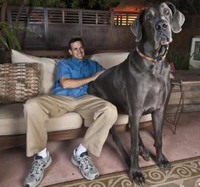 Wonders Book: World’s Biggest Dog: George, 230-Pound Great Dane and ...