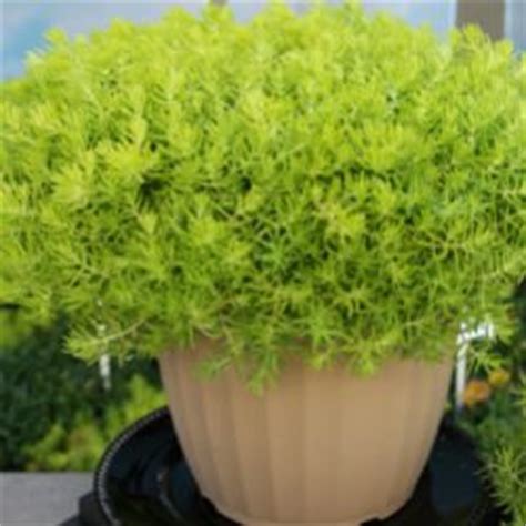 Sedum 'Lemon Coral' - Greenhouse Product News