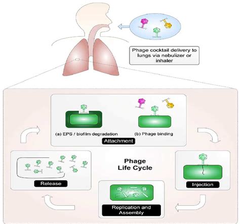 Figure 3 from Bacteriophage Therapy against Antibiotic Resistant ...