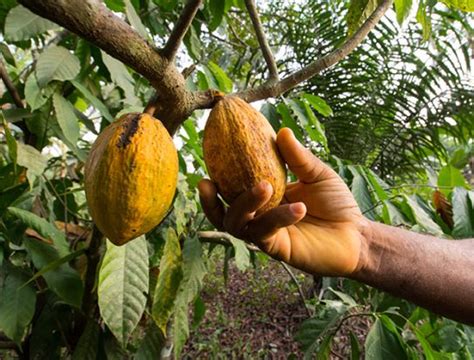 Ghana should worry about China’s cocoa production