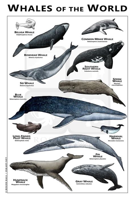 Whales of the World Poster/field Guide | Etsy | Whale species, Whale ...