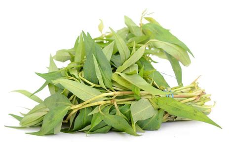 Vietnamese coriander facts and health benefits