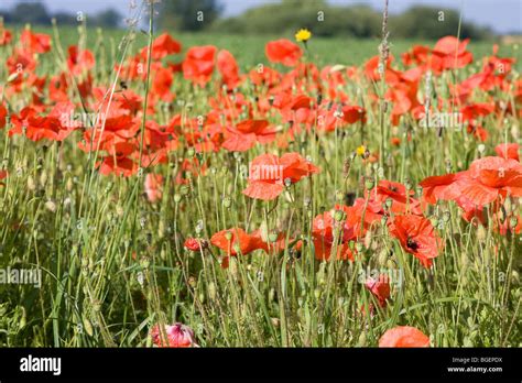 Poppy fields in Norfolk Stock Photo - Alamy