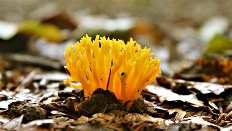 Colorful Agaric Yellow - Free photo on Pixabay - Pixabay