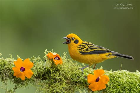 Golden Tanager | Creature of habit, Animals, Nature