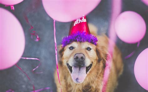 Dog Happy Birthday - Wallpaper, High Definition, High Quality, Widescreen