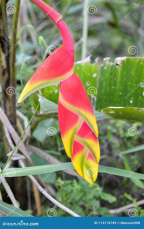 Red Bird of Paradise Flower in Garden Stock Image - Image of bloom, floral: 113116749