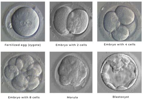 Fertilization Of Egg To Embryo