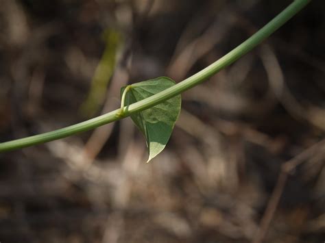 Amrita (Marathi: अमृता) | Menispermaceae (moonseed family) »… | Flickr