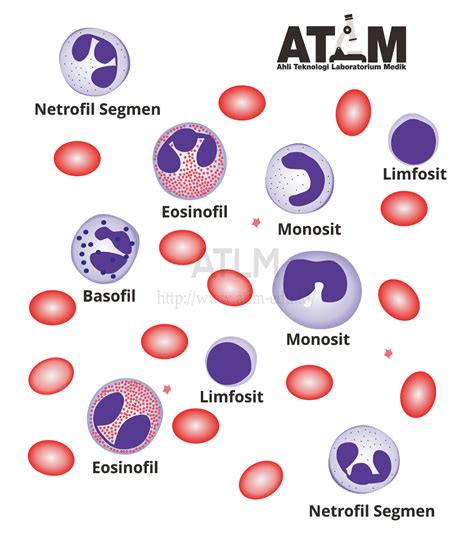 Ciri Ciri Sel Darah Putih | Berita Bontang