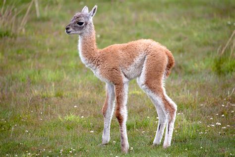 Guanaco | San Diego Zoo Animals & Plants