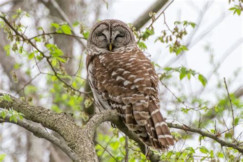 What Owls Live in the Central Texas Hill Country? | BirdingLocations