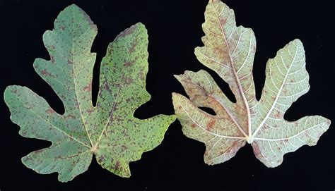 Fig | Diseases and Pests, Description, Uses, Propagation