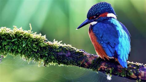 sharp nose orange and blue kingfisher bird perching on tree branch in ...