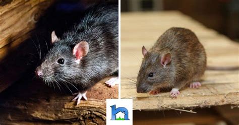 Roof Rats Vs. Norway Rats | Bugs.com