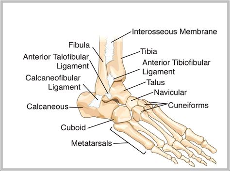 bones anatomy chart – Page 2 – Graph Diagram