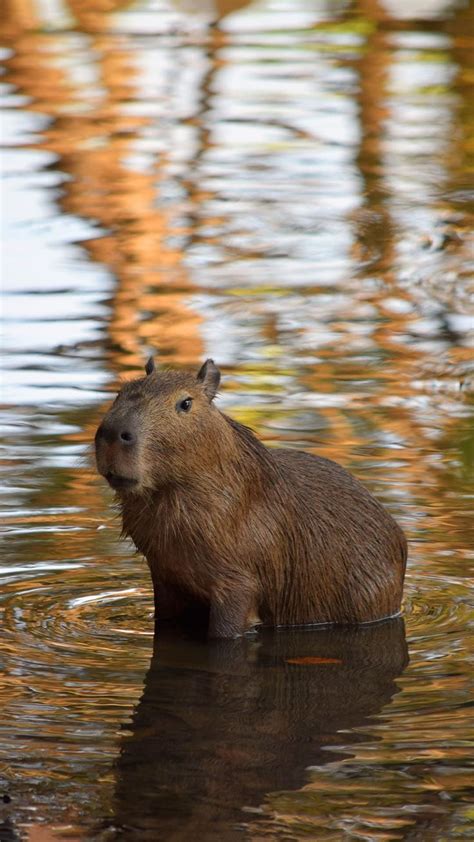 Background Capybara Wallpaper Discover more America, Capybara, Cavy ...