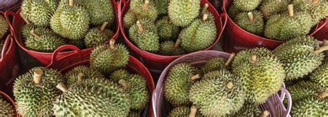 Why does durian smell bad? | IDT