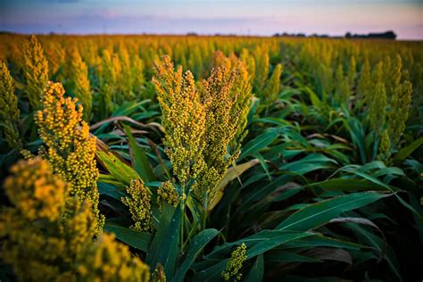 Reviving Millet Production In India To Meet Nutrition Challenges By 2023