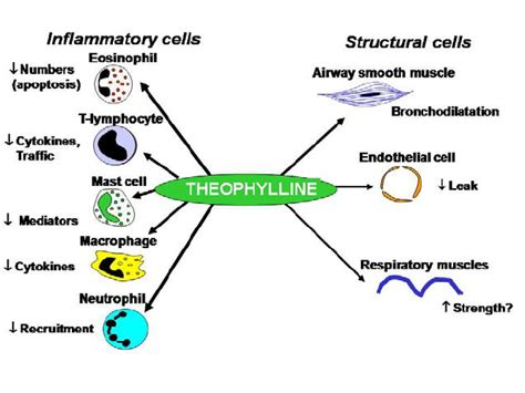 Multiple cellular effects of theophylline. | Download Scientific Diagram