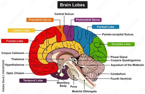 Obraz na płótnie Brain lobes anatomy infographic diagram parts and structure thalamus ...