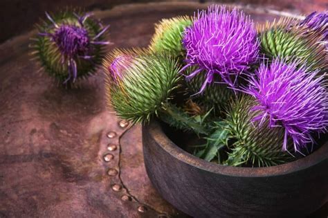 Thorny Tales: Decoding the Symbolism of Thistle Flowers - Petal Republic