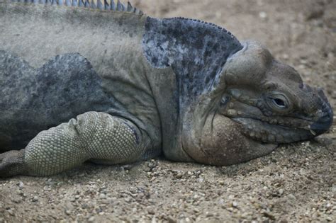 Rhinoceros Iguana Detail | ClipPix ETC: Educational Photos for Students and Teachers