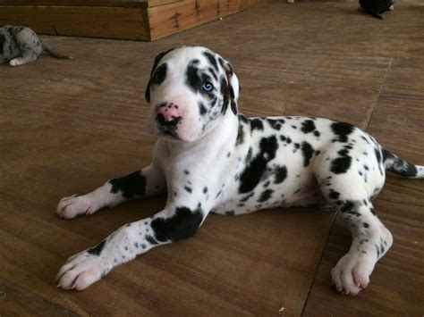 Five week old harlequin Great Dane. | Dane puppies, Great dane puppy, Great dane dogs