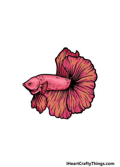 Betta Fish Drawings