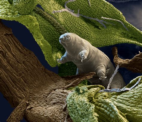 The Tardigrade: Practically Invisible, Indestructible ‘Water Bears ...