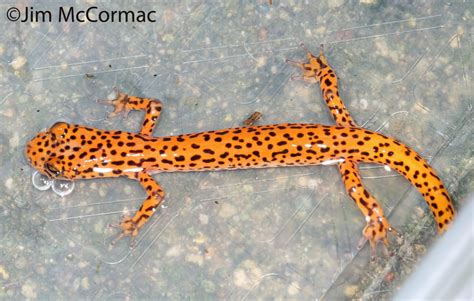 Ohio Birds and Biodiversity: Cave Salamander