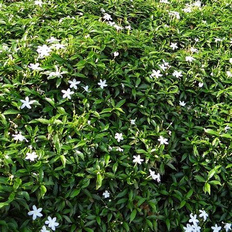 Star Jasmine Vines For Sale at Ty Ty Nursery