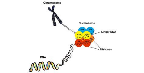 Strategies for Analyzing Histone Modifications - Creative Proteomics Blog