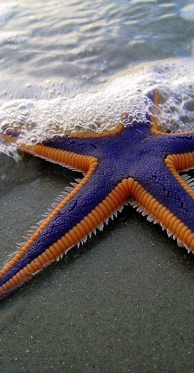 Purple and Orange Starfish on the Beach | A1 Pictures