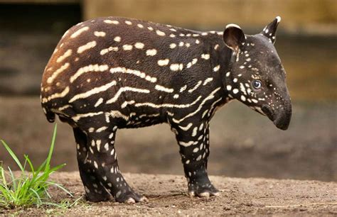 Tapir | Wild Life World