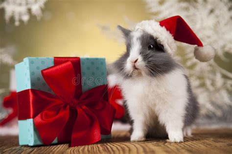 7,384 Christmas Bunny Stock Photos - Free & Royalty-Free Stock Photos ...