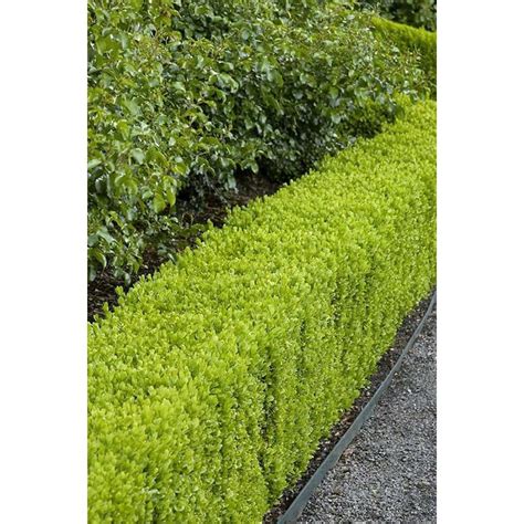 Monrovia Dwarf English Boxwood Foundation/Hedge Shrub in Pot (With Soil) at Lowes.com