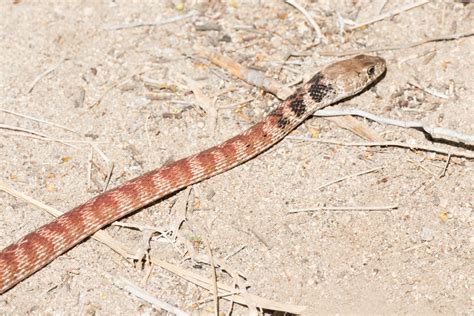 Letter From The Desert: Snake(s) in the house