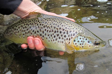 Rooster Tail for Trout - Lake Ontario Outdoors