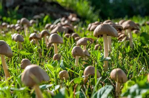 Types Of Lawn Mushrooms | Lawn.com.au