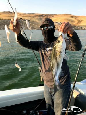 Fishing Report: San Luis Reservoir August 12, 2018 | FishAholics